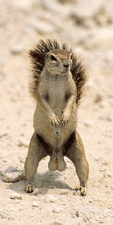 The original dancing squirrel